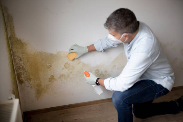 Best Mold Documentation for Insurance Claims  in Taylor Creek, OH