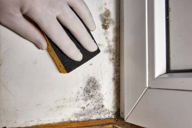 Best Commercial Mold Inspection  in Taylor Creek, OH