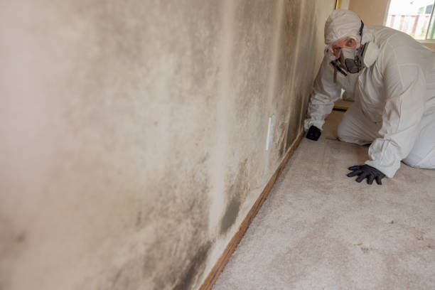 Best Emergency Mold Remediation  in Taylor Creek, OH